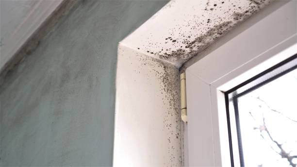 Attic Mold Removal in Whiteland, IN