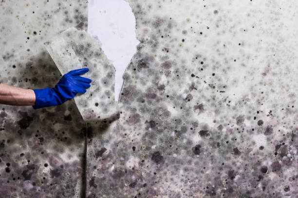 Best Mold Damage Repair  in Whiteland, IN