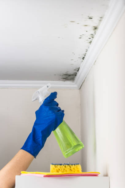 Office Mold Removal Services in Whiteland, IN